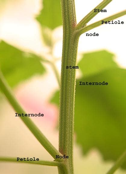 An asterisk (*) before an author's name indicates that the author is a member of asee's lgbtq+ advocacy in stem virtual community of practice. Botany Terms at Guilford College - StudyBlue