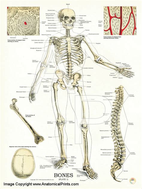 There also are bands of fibrous connective tissue—the. Human Skeleton -Anatomy and Physiology Poster - Clinical ...