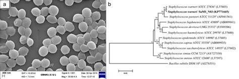 A Scanning Electron Microscopic Sem Images Of Staphylococcus Warneri