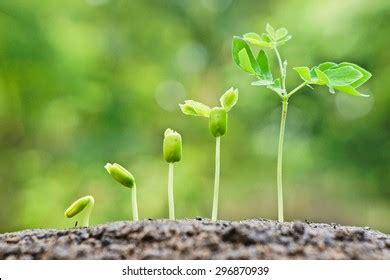 Growing A Plant Images Stock Photos Vectors Shutterstock