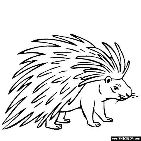 Slipofmind Cartoon Porcupine Coloring Pages