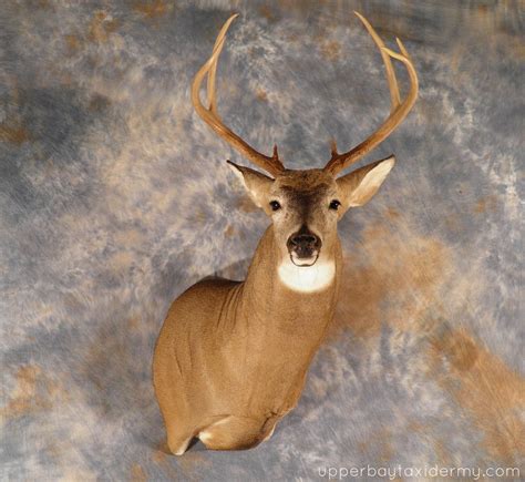 P4110320 Whitetail Deer Shoulder Mount Semi Upright