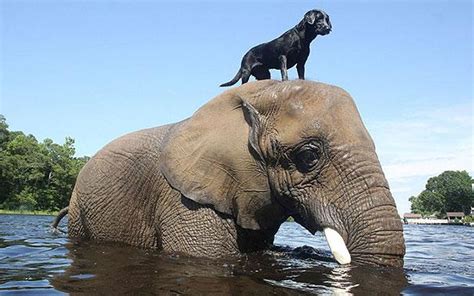 15 Must See Odd Yet Endearing Animal Friendships Realitypod