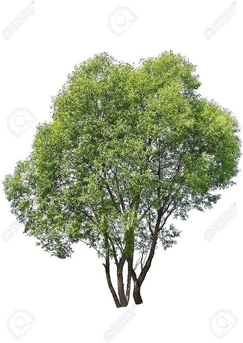 100 Austree Hybrid Willow Trees Fastest Growing Shade Or Privacy Tree