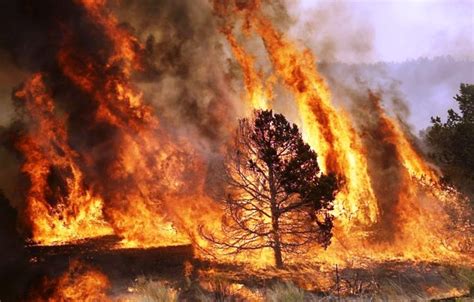 Incêndios florestais ocorrem nos hemisférios norte e sul. Seminário Nacional sobre Prevenção e Controle de Incêndios ...