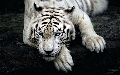 Animals Tiger White Tigers Nature Wallpaper Coolwallpapersme