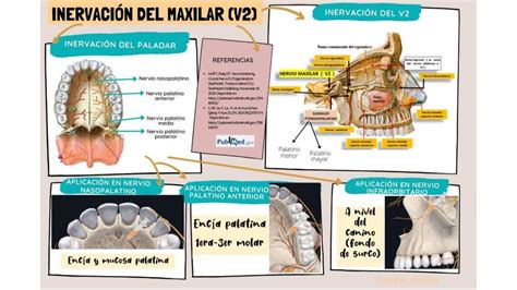 Anatomía Udocz