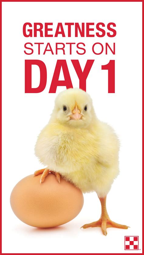 Start your chicks strong. When raising baby chicks, day one nutrition