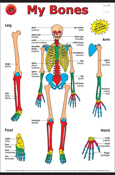 Simple Human Body Bones Diagram Images 04 Skeletal System Basic