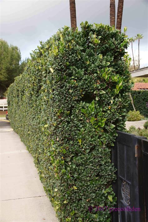Tall Narrow California Ligustrum Privet Hedge