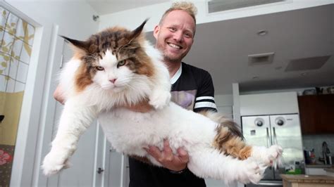 4ft Long Samson Is New Yorks Biggest Cat Youtube