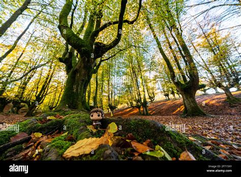 Yelow Leaves High Resolution Stock Photography And Images Alamy