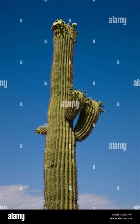 Saguaro Cactus Bloom Stock Photo Alamy