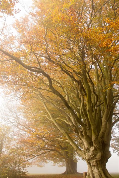 Autumnal Tree In Fog Smithsonian Photo Contest Smithsonian Magazine
