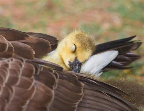 Sleeping Baby Duck Birds Pinterest