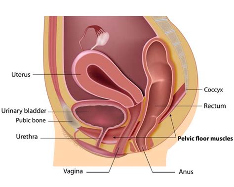 Urogynaecology Pelvic Floor Dysfunction Gleneagles Hospital