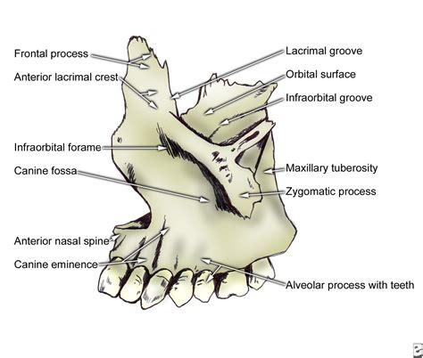 Facial Bone Anatomy Anatomy Bones Facial Bones Human Anatomy And