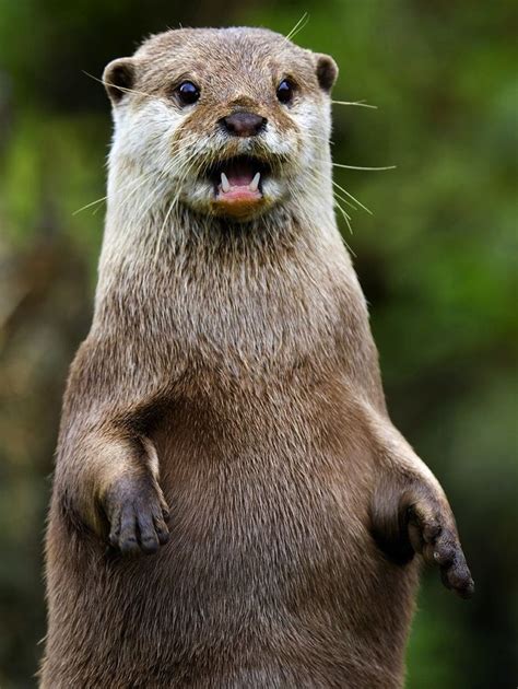 Pin By Cabin Pressure On Wet Noses Otters Funny Animals Otters Cute