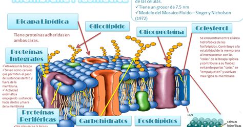 Blog De Fisiología Uas De Gisselle Gpe Camarillo Ramos Membrana