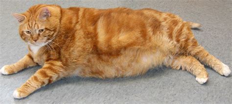 Heres The Skinny On This Fat Cat She Weighs 41 Pounds And Is Up