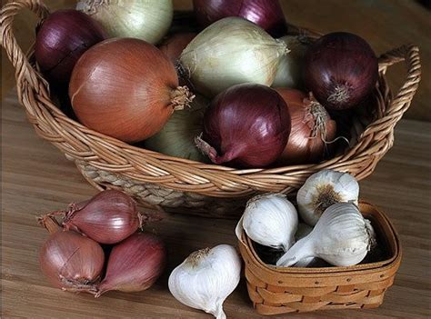 Poi aggiungetele in una pentola alta e capiente di acciaio, aggiungete l'olio e fate soffriggere lentamente per circa 5 minuti, in questa fase potete aggiungere il rosmarino finemente tritato: Ecco come conservare cipolle, aglio e scalogno per farli ...