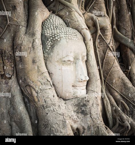 Buddha Head In Wat Mahathat Stock Photo Alamy