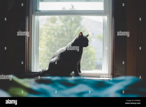 Black Cat Sitting On A Window Sill Or Ledge Stock Photo Alamy