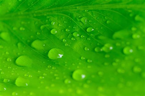 Water Drops On Green Leaf 1363314 Stock Photo At Vecteezy