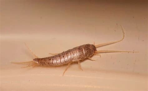 Silberfische mögen es feucht und warm. Silberfische In Der Wohnung