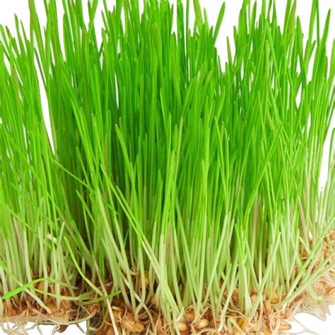 Trouvez des images de stock de manual raw juicer near wheatgrass plantation en hd et des millions d'autres photos, illustrations et images vectorielles de stock libres de droits dans la collection. Mayberry 12 lb. Bermuda Grass Seed-96030 - The Home Depot