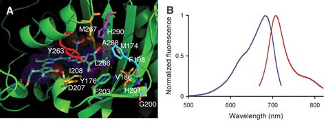 Mammalian Expression Of Infrared Fluorescent Proteins Engineered From A