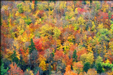 Fantastic Fall Foliage Frontier Landscaping Vancouver Wa