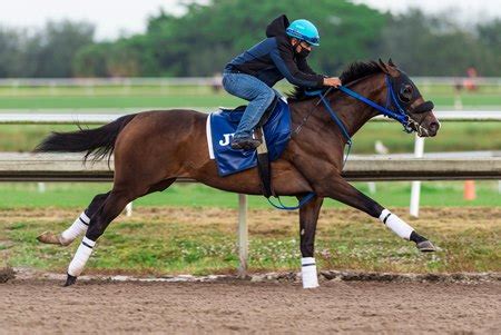Find best horse racing sites and great bonus offers. Pegasus World Cup Contenders Complete Final Works - BloodHorse