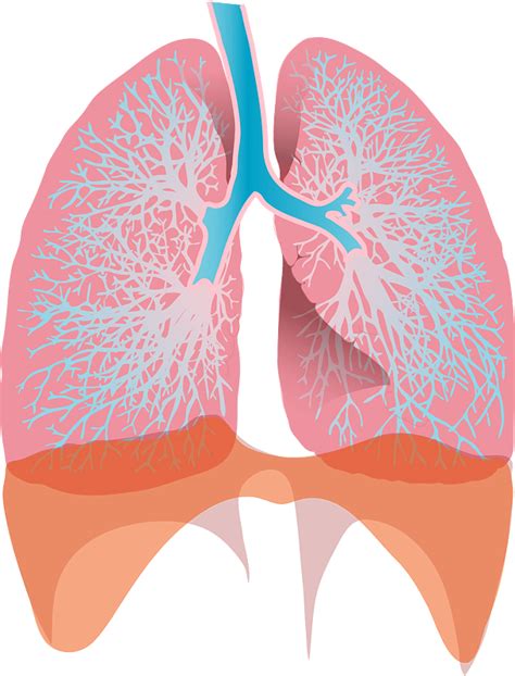 Lungs Clipart Free Download Transparent Png Creazilla