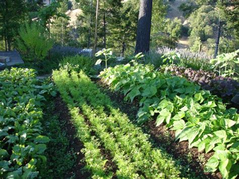 Biodynamic French Intensive System Which Way Should Beds Run And