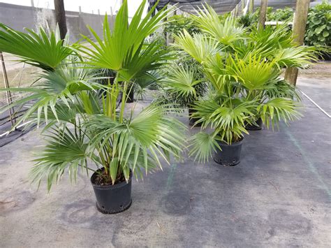 Chinese Fan Palm Tree Types