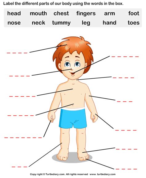 Parts Of Body Grade 4