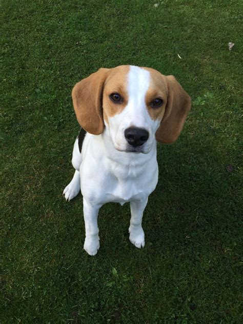 Your puppy's sixth month is when the teenager inside that furry body springs to life! Female Beagle Puppy - 6 Months Old | Redditch, Worcestershire | Pets4Homes