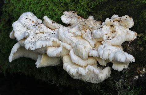 Agar Mushroom Culture Tiered Tooth Fungus Hericium Cirrhatum