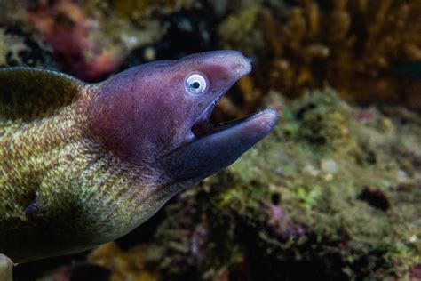 White Eyed Moray Eel In Malaysia Photograph By Jennifor Idol Fine Art