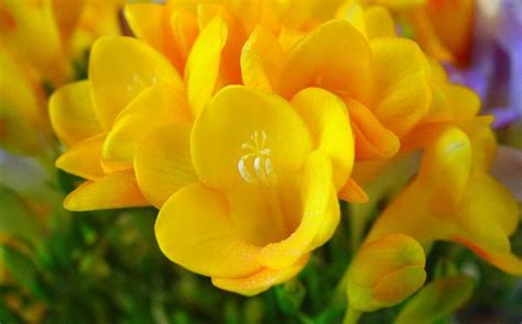 We did not find results for: Meanings & Symbolism of Freesia Flower!! | Blog ...