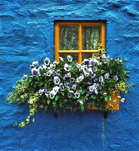 Ireland 2001 | Window box flowers, Flower boxes, Window box