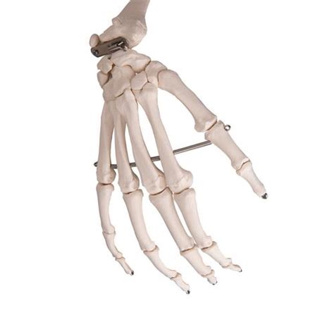 Human Skeleton Model Stan 3b Smart Anatomy 1020171 3b Scientific