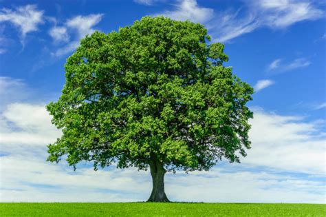26700 Single Tree Stock Photos Pictures And Royalty Free Images Istock