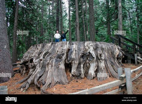 Two People Standing On Trunk Of A Giant Redwood Tree Stock Photo