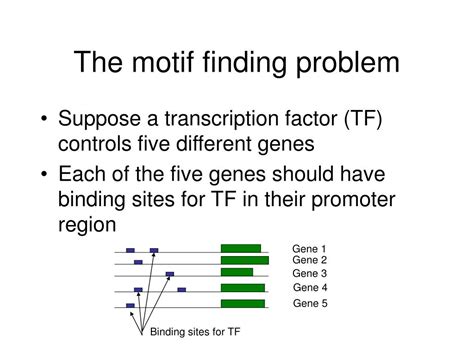 ppt motif finding lecture 1 powerpoint presentation free download id 1216511