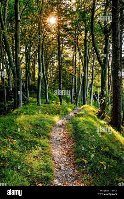 Forest Path Switzerland Stock Photo Alamy