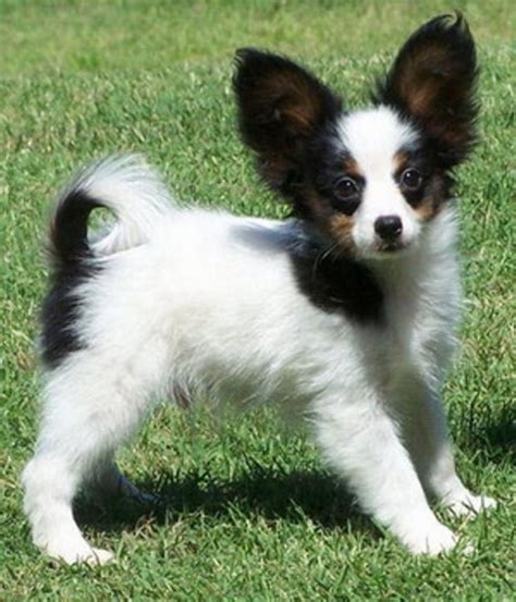 Papillon Puppies For Sale To Caring Home