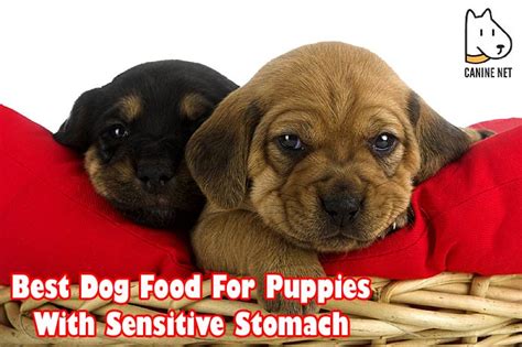 You should also look for food that is composed of. 6 BEST Dog Food For Puppies With Sensitive Stomach Reviews ...
