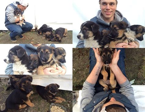 Swoon Over The Adorable Olympic Skier Whos Saving Stray Dogs Gus